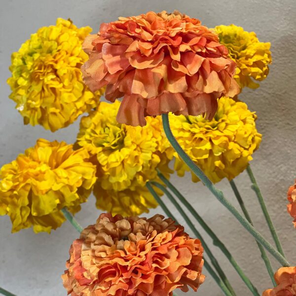 Tagetes Zweig – Bild 3
