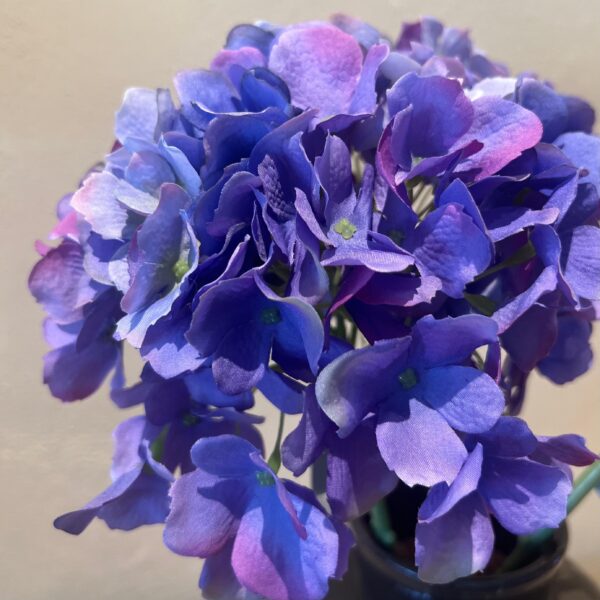 Hortensie Stiel – Bild 3