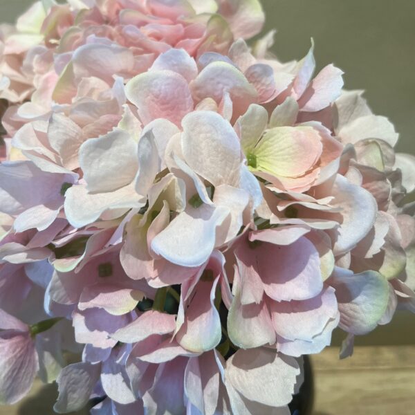 Hortensie Stiel – Bild 4