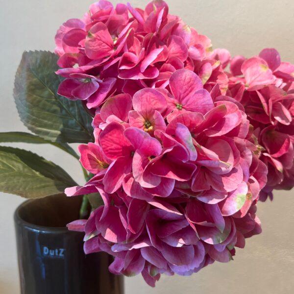 Hortensie Stiel – Bild 5