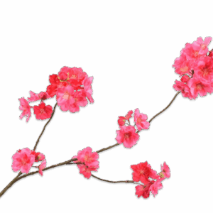 Blüte Zweig Schönheit