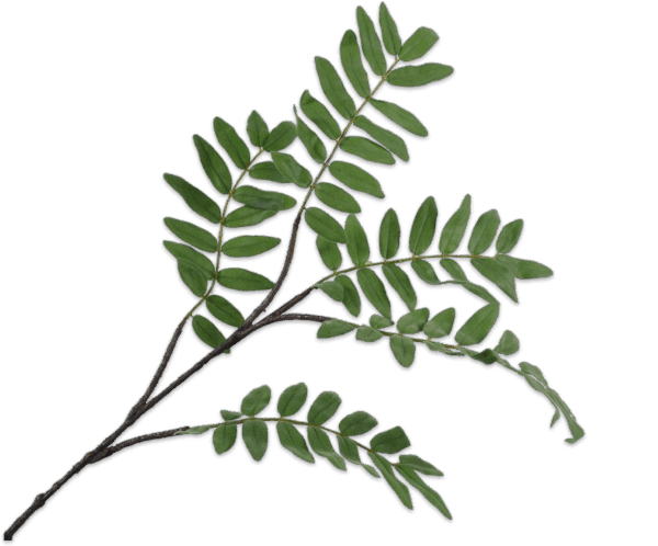 Fern Zweig 120 cm