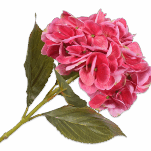 Hortensie Stiel