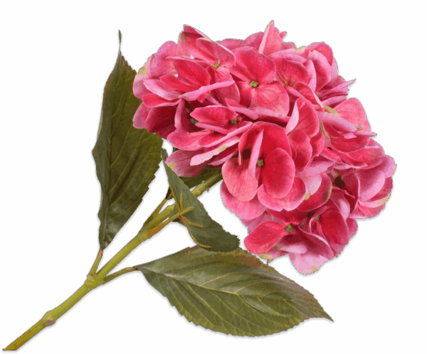 Hortensie Stiel