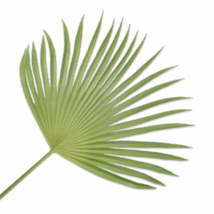 Palmen Blatt 107 cm