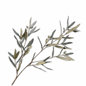 Olive Zweig 94 cm
