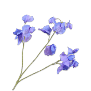 Lathyrus Zweig 66 cm
