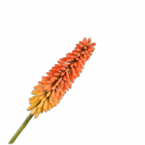 Kniphofia Stiel 90cm