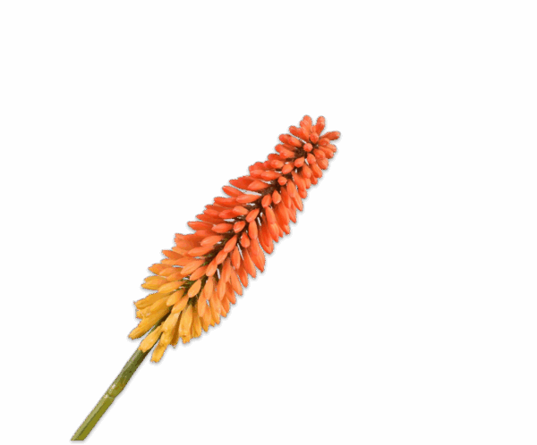 Kniphofia Stiel 90cm