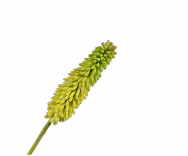 Kniphofia Stiel 90cm – Bild 4