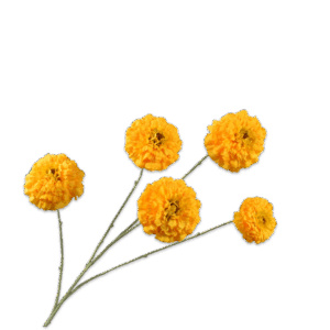 Tagetes Zweig