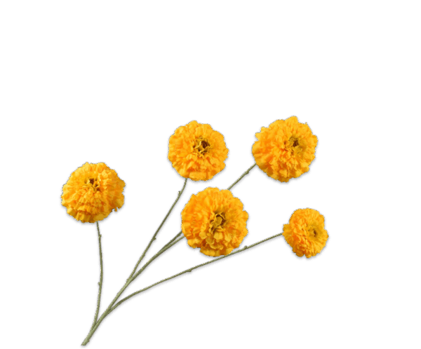 Tagetes Zweig