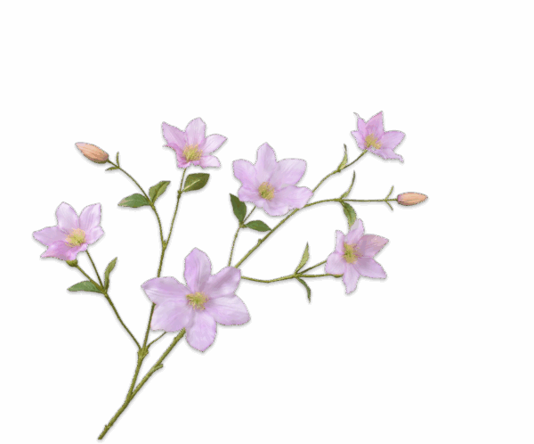 Klematis Zweig 94 cm