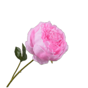 Pfingstrose (52cm)