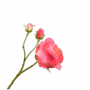 Rose Zweig (59cm)