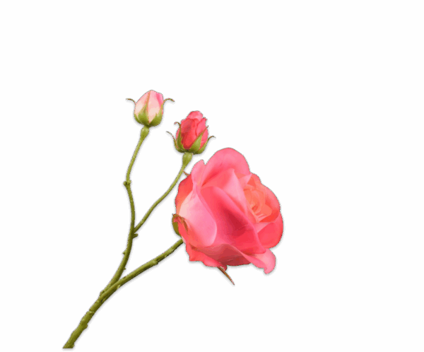 Rose Zweig (59cm)