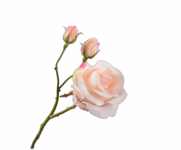 Rose Zweig (59cm) – Bild 6