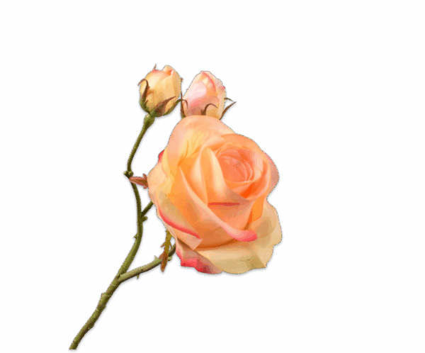 Rose Zweig (59cm) – Bild 5