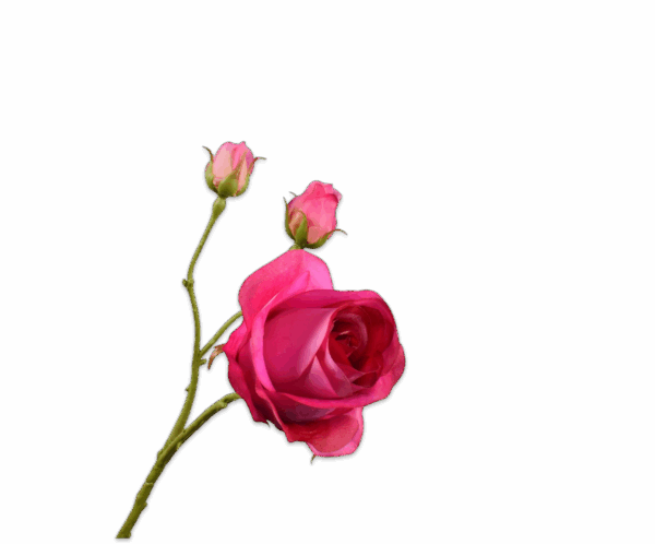Rose Zweig (59cm) – Bild 4