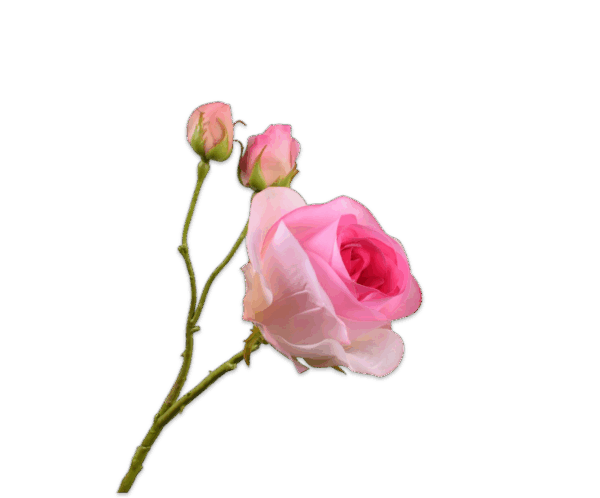 Rose Zweig (59cm) – Bild 3