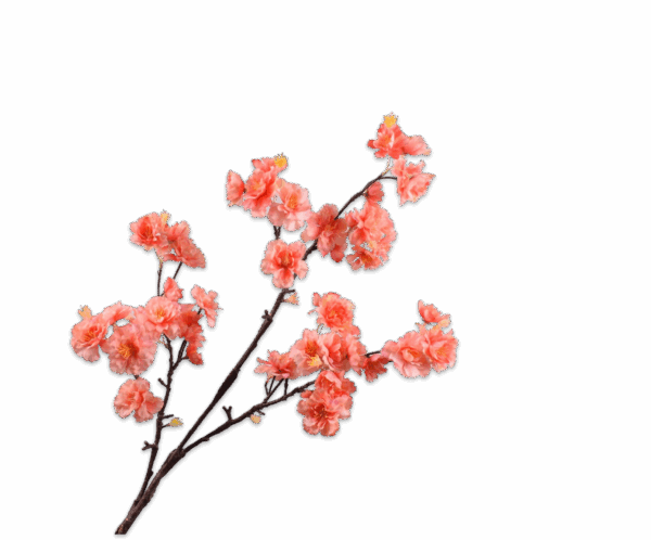 Blüte Zweig Orange