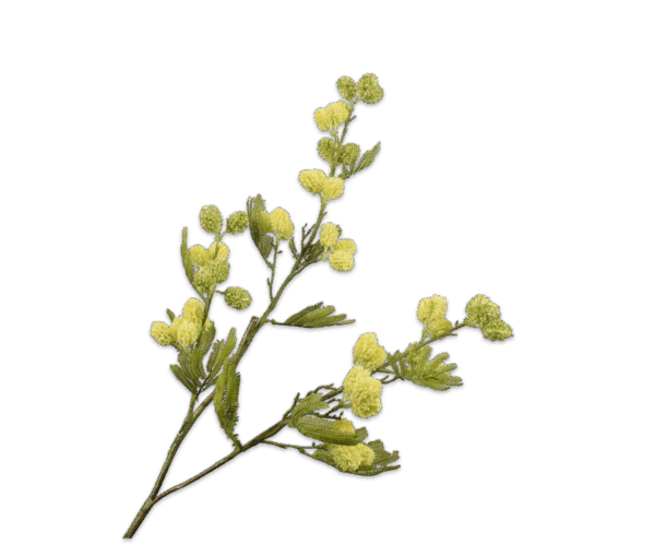 Mimosa Zweig 100 cm