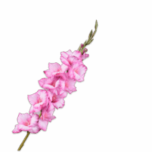 Gladiole Stiel