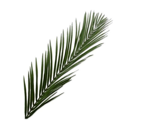 Palme Stiel 155 cm