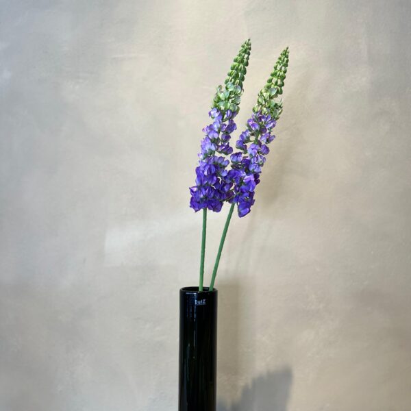 Lupinen Stiel – Bild 7