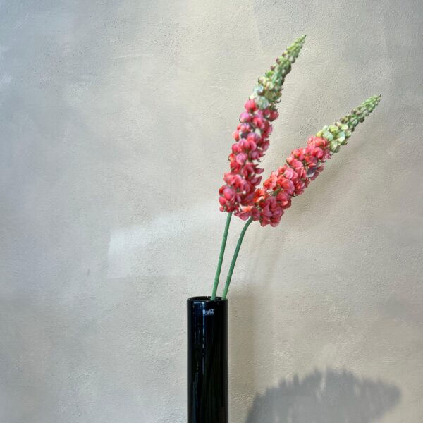 Lupinen Stiel – Bild 3