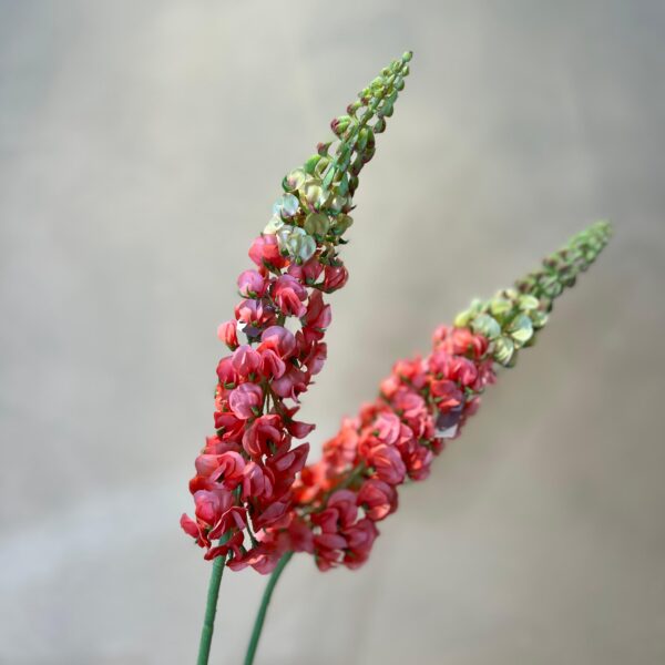 Lupinen Stiel – Bild 2