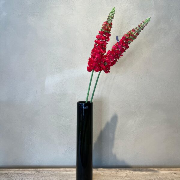 Lupinen Stiel – Bild 4