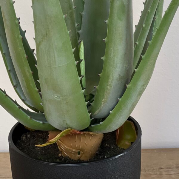 Aloe Vera – Bild 3